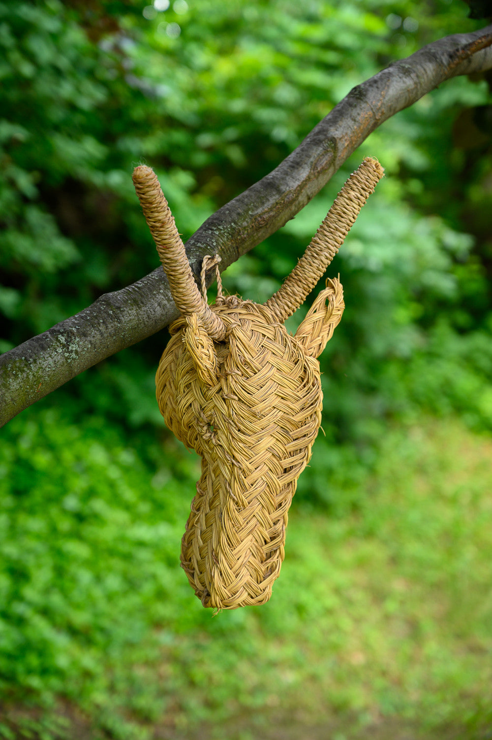 Morocco animal head goat